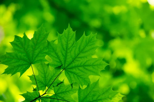 Hojas verdes fondo — Foto de Stock