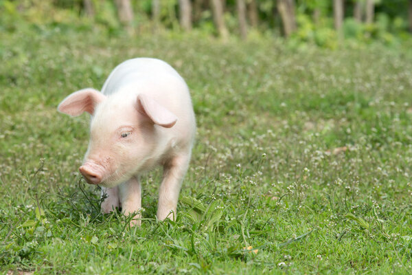 Молодая свинья на зеленой гре
