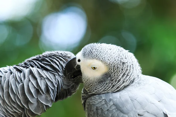 parrots birds on nature