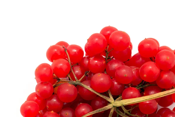 Červené bobule viburnum — Stock fotografie