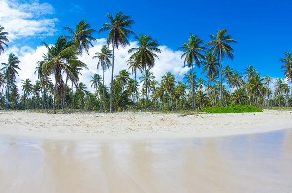 Plaża i tropikalne morze — Zdjęcie stockowe