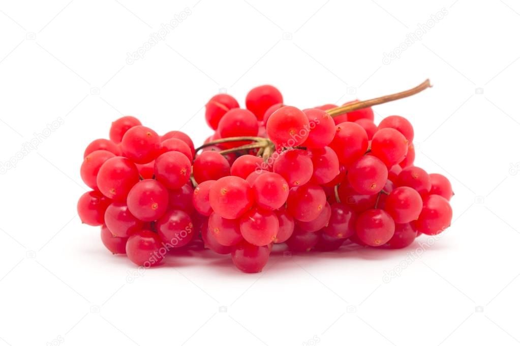 red berries of viburnum 