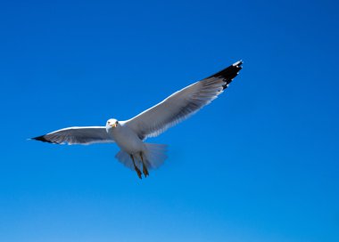 martı gökyüzü karşı uçar