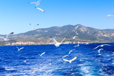 Güzel sahil ve tropikal deniz