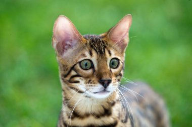 kedi içinde yeşil çimen