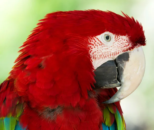 Beautiful parrot bird — Stock Photo, Image