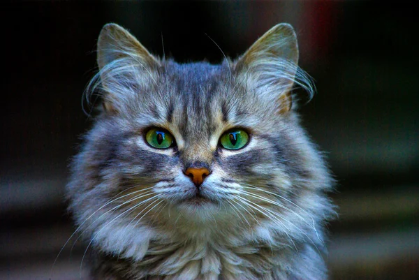 Retrato de gato joven — Foto de Stock