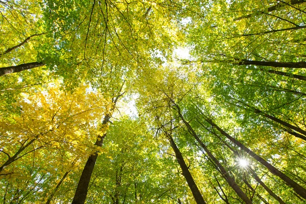 Waldbäume in Holz — Stockfoto