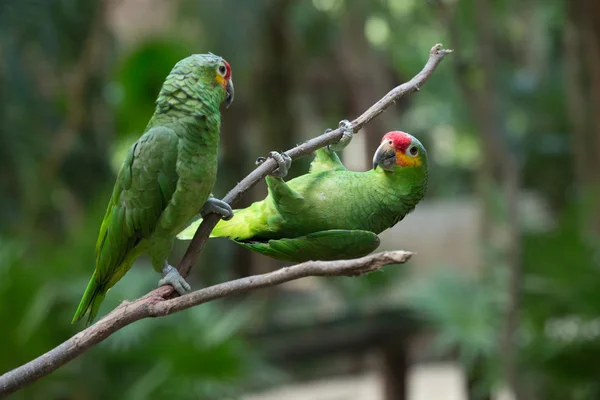 Papagaios pássaros na natureza — Fotografia de Stock