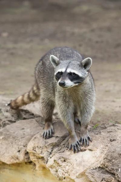 Raccoon animal staring intently — Stock Photo, Image