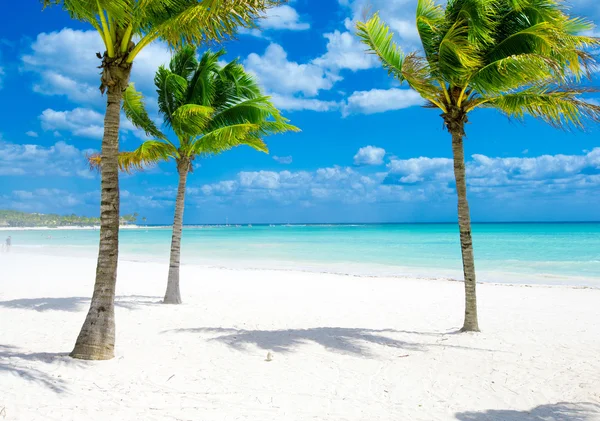 Palmen en tropisch strand — Stockfoto