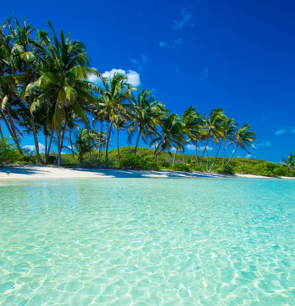 Palmer och tropisk strand — Stockfoto
