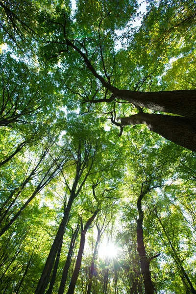 Fundo florestal verde — Fotografia de Stock