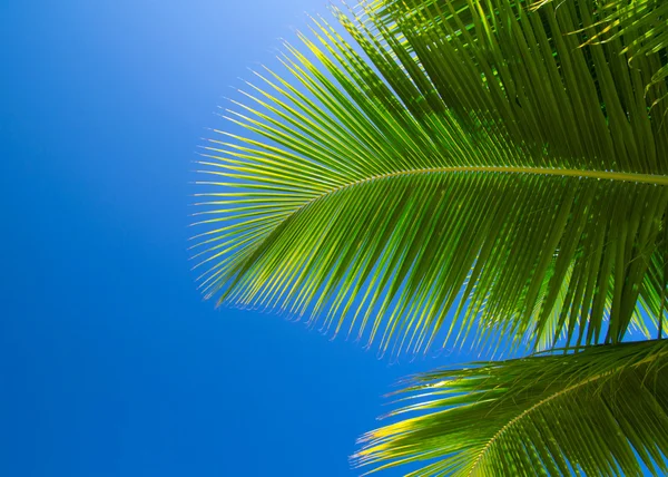 Palmen am Himmel — Stockfoto