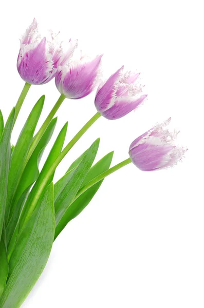 Beautiful tulips flowers — Stock Photo, Image