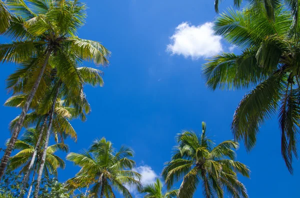 Palmen am Himmel — Stockfoto