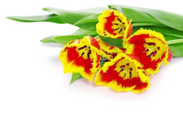 Piękne kwiaty tulipany — Zdjęcie stockowe