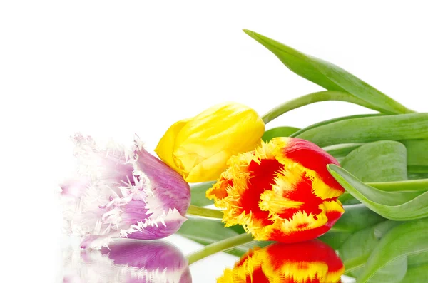 Belas flores tulipas — Fotografia de Stock