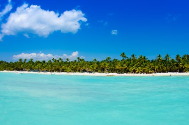 plaj ve tropikal deniz