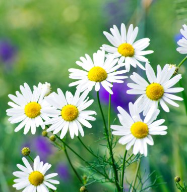 yeşil çim ve chamomiles