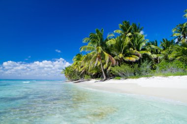 plaj ve tropikal deniz