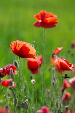 yeşil alan içinde kırmızı haşhaş