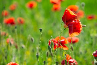 yeşil alan içinde kırmızı haşhaş
