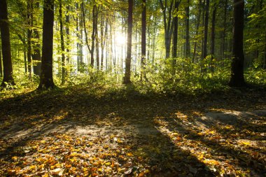 Orman ağaçları ile güneş ışığı