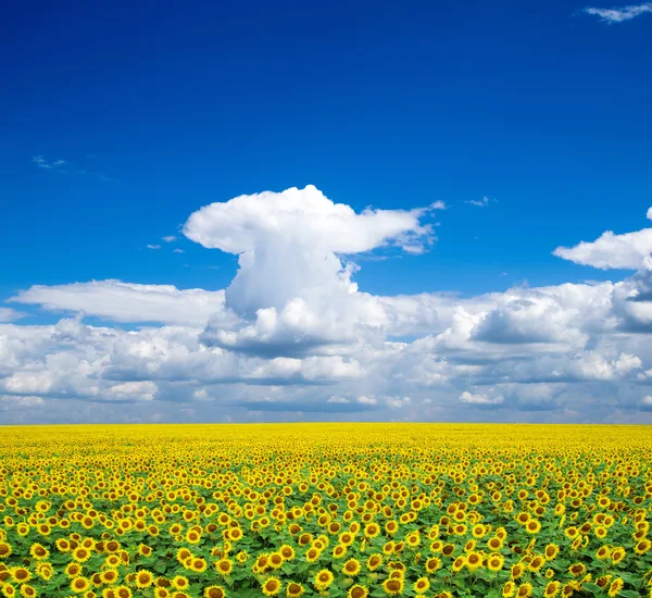 Blühendes Feld von Sonnenblumen — Stockfoto