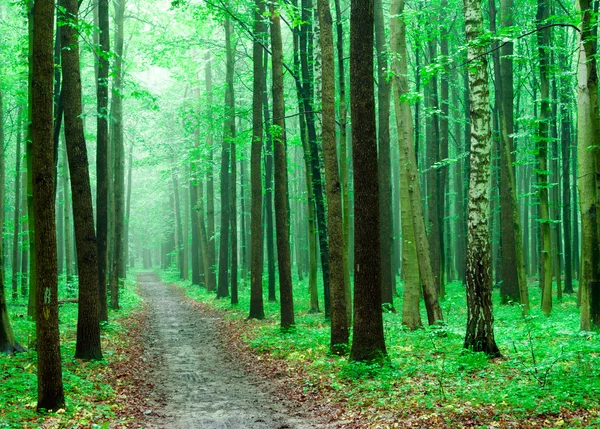 Luz solar en el bosque con árboles — Foto de Stock