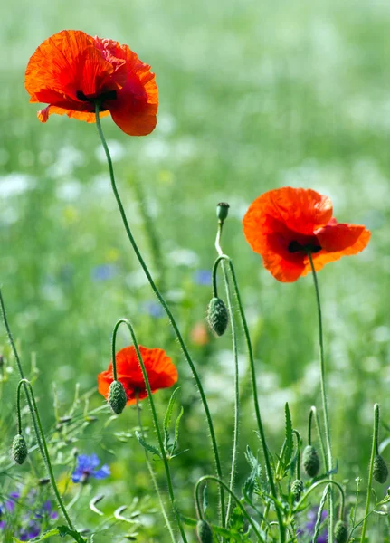 Rode papavers op granen veld — Stockfoto