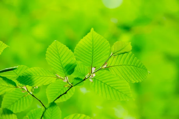 Folhas verdes fundo — Fotografia de Stock