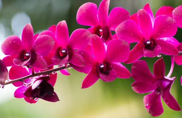 Schöne Orchideenblüten — Stockfoto