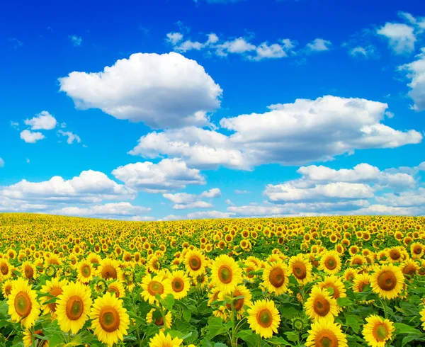 Campo florescente de girassóis — Fotografia de Stock