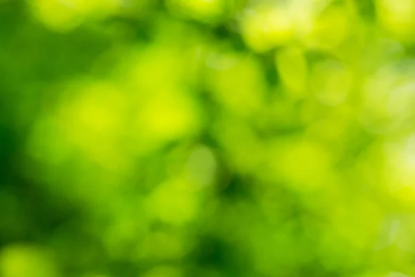 Groene bokeh achtergrond — Stockfoto