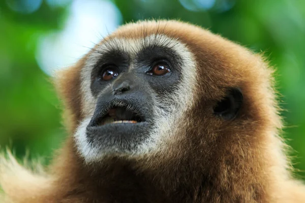 Gibbon  face in zoo — Stock Photo, Image