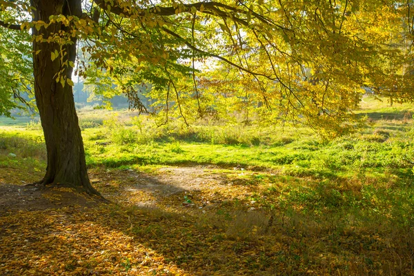 Luz solar en el bosque con árboles —  Fotos de Stock