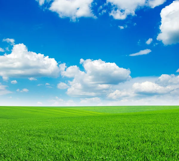 Cielo e campo verde — Foto Stock