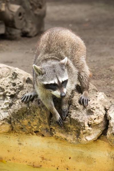 Raccoon animal staring intently — Stock Photo, Image