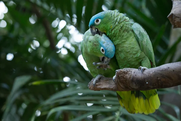 Papegaaien vogels op aard — Stockfoto