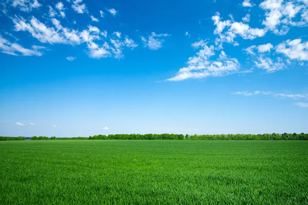 Небо и зеленое поле — стоковое фото