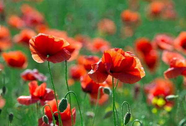 Red poppies  in green field — Stock Photo, Image