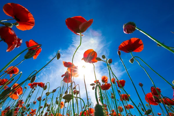 Coquelicots rouges sur le champ de céréales — Photo