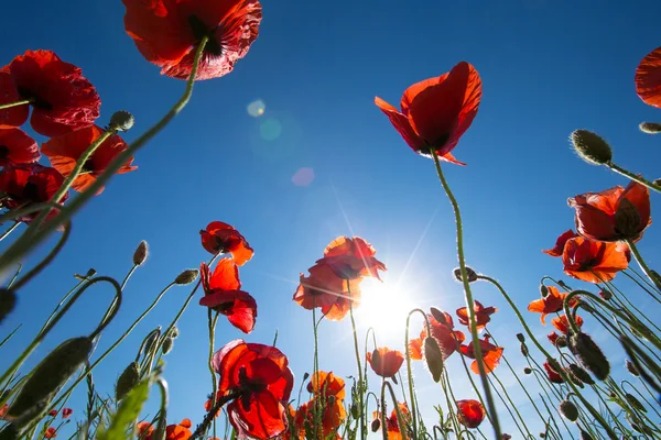 Amapolas rojas en el campo de cereales — Foto de Stock