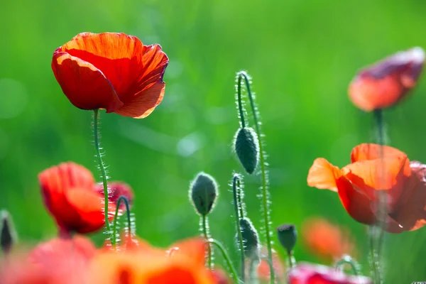 Amapolas rojas en el campo verde —  Fotos de Stock