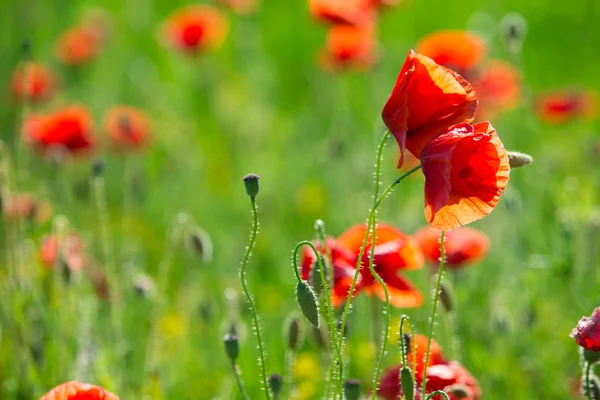 Amapolas rojas en el campo verde — Foto de Stock