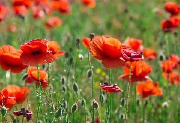 Amapolas rojas en el campo verde — Foto de Stock