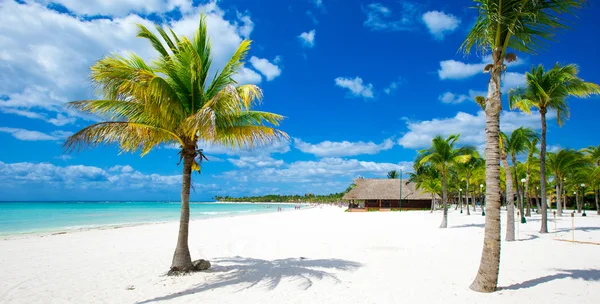 Palme e spiaggia tropicale — Foto Stock