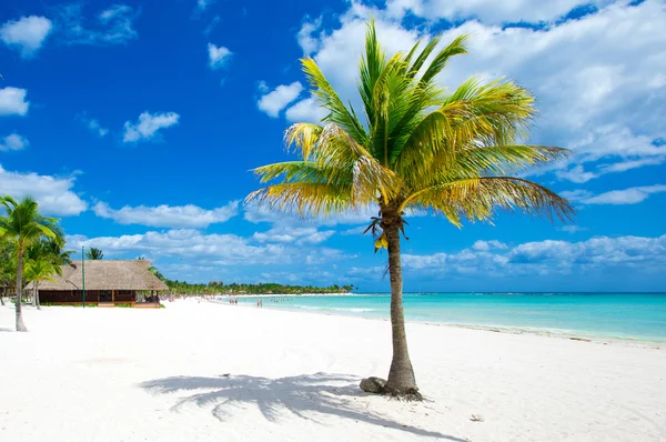 Tenyér és trópusi strand — Stock Fotó