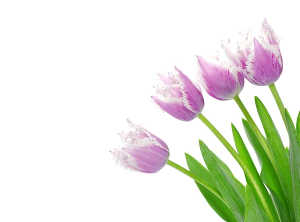 Beautiful Tulips flowers — Stock Photo, Image